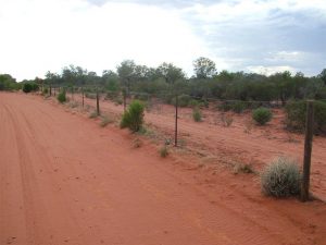 The Dog Fence, just down the road, is 5,614kms long and works really well except where the dingoes find the holes in it