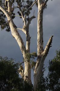 As sunset lands on a nearby ghost gum, nature just sometimes grabs my attention.