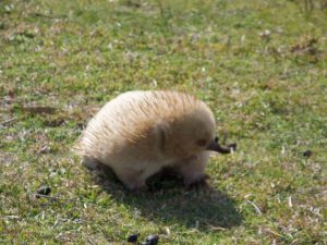 Flinders Island resident, Mr Echidna, chills out in his little anteater world
