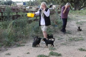 Guest Suzie goes dancing with the puppies on Trilby.