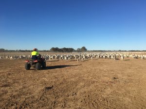 Deon will get you involved in mustering if it's on, plus any number of farm activities that need doing.