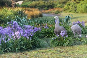 You're sharing the home of a great many Cape Barren geese.